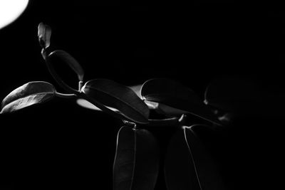 Close-up of flower against black background