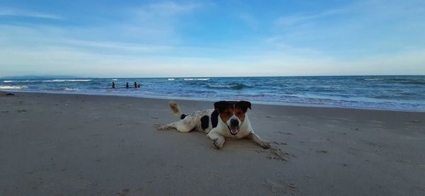 View of dogs on beach