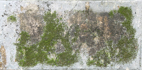 Full frame shot of wall with moss