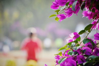 Close-up of pink flowering plants