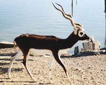 Horse standing outdoors