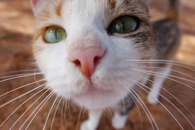 Close-up portrait of cat