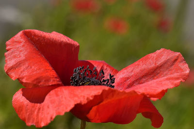 Close-up of red rose flower