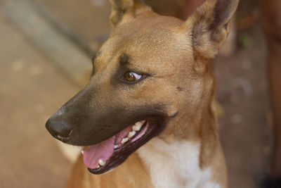 Close-up of dog looking away