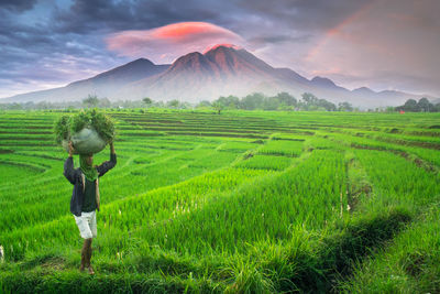 A farmer sowing his rice in the morning in bengkulu, indonesia