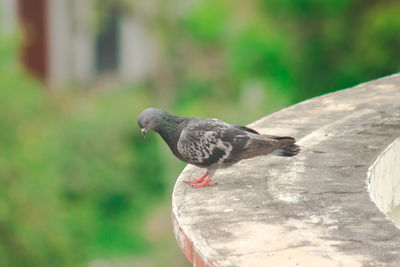 Close-up of pigeon perching on a wall