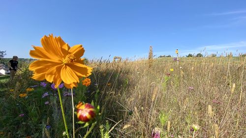 Close-up of sunflower on field against sky