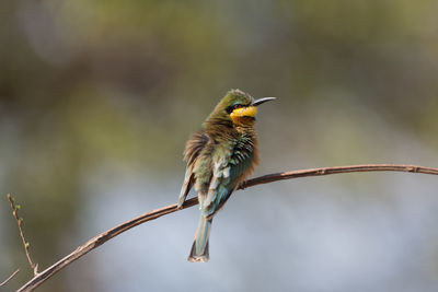 Close-up of bird perching on branch