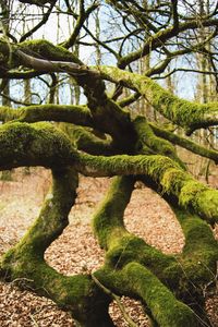 Trees growing in forest