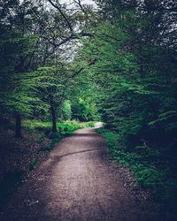 Road amidst trees in forest