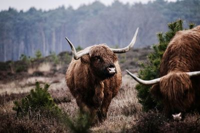 Scottish highlander standing in a field