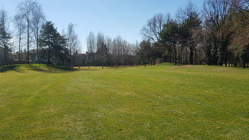 Trees on field against sky