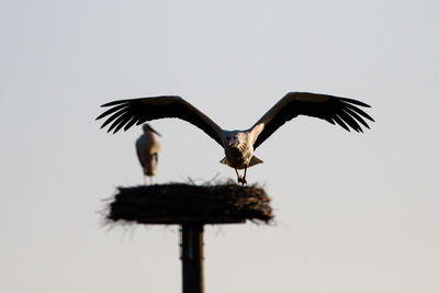 Low angle view of stork flying with nest in background