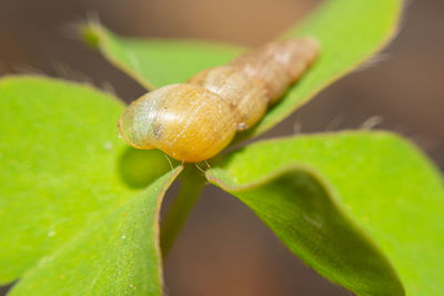 Close-up of snail on plant