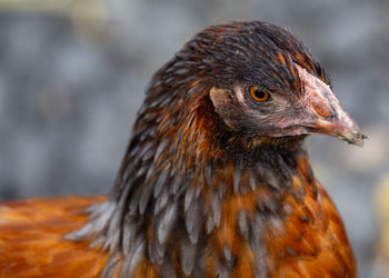 Close-up of bird