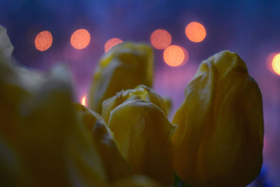 Close-up of yellow flowering plant at night