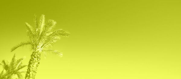 Close-up of plant against yellow background