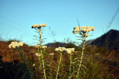 Close-up of flowering plants on field against sky