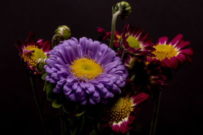 Close-up of flowers against black background