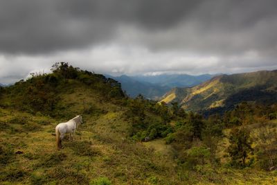 View of a horse on mountain against cloudy sky