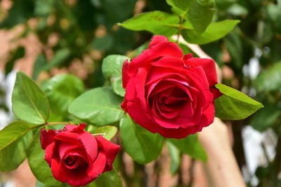 Close-up of red rose