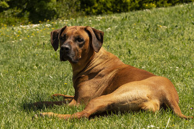 Dog sitting on grass in field