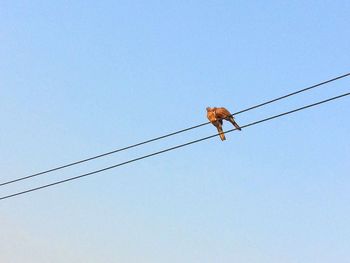 Low angle view of bird perching on cable against clear blue sky