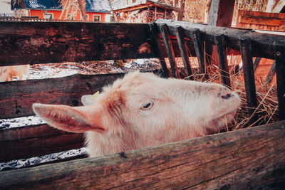 Close-up of goat