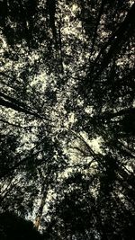 Low angle view of trees