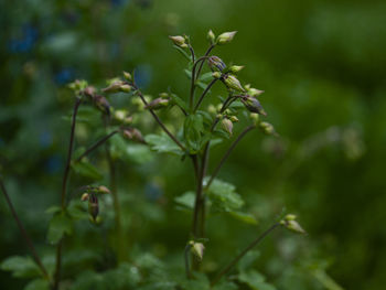 Close-up of fresh green leaves on plant