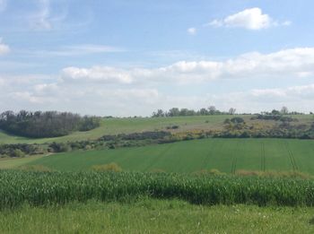 Scenic view of agricultural field against sky