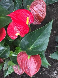 Close-up of pink flowers