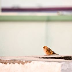 Close-up of bird perching on retaining wall