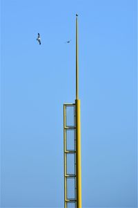 Low angle view of bird flying against clear blue sky