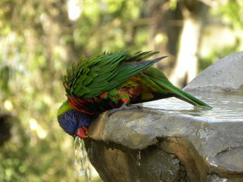 Close-up of parrot perching on rock