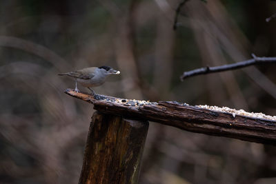 Close-up of bird perching on wooden fence