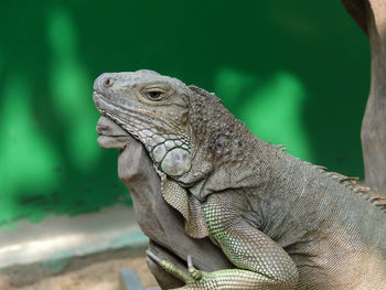 Close-up of iguana