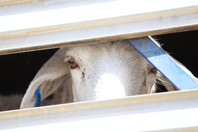 Low angle view of cow