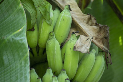 Close-up of fresh green leaf
