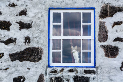  cat at the window