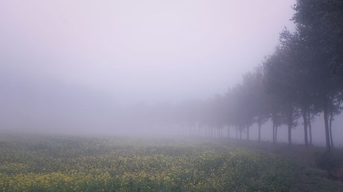 Scenic view of field against sky during foggy weather