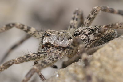 Close-up of spider
