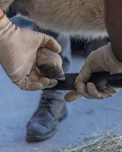 Farrier working on baby shetland pony feet