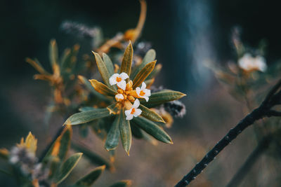 Close-up of flowering plant