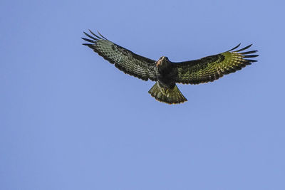 Low angle view of eagle flying against clear blue sky