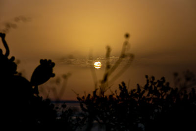 Silhouette plants against sky during sunset