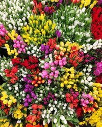 High angle view of multi colored flowering plants