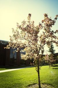 Trees growing on grassy field