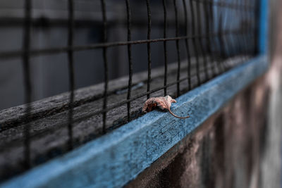 Close-up of bird on metal