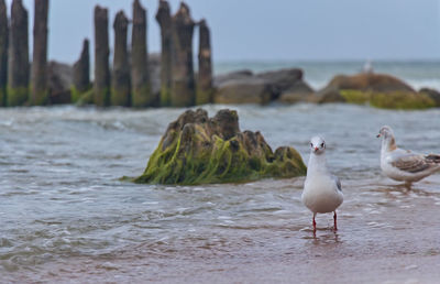 Seagulls perching on a beach